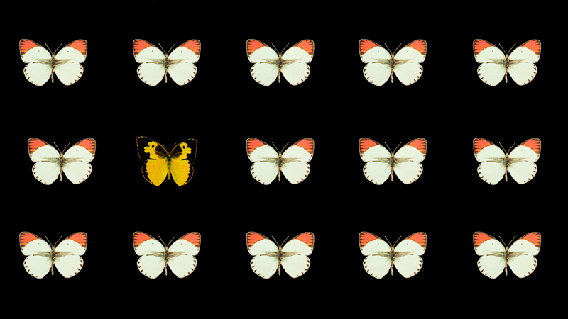 butterflys